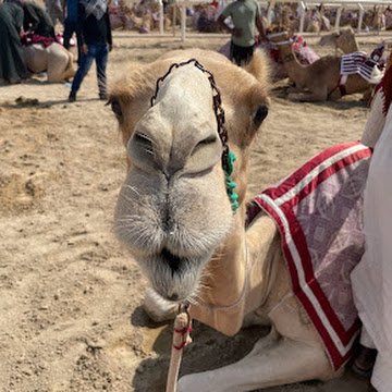 Photo de Profil de Lau