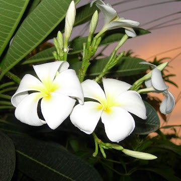 Photo de Profil de Stéphanie